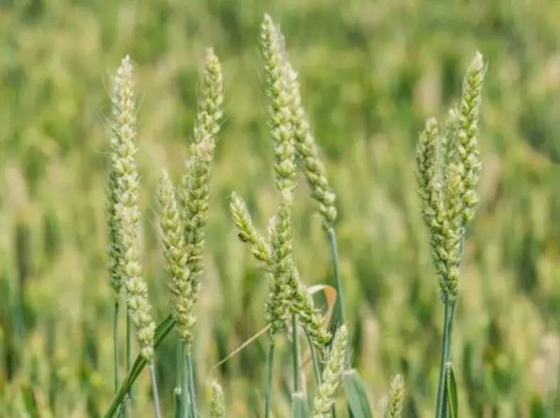 1594020341554712.jpg 50.jpg